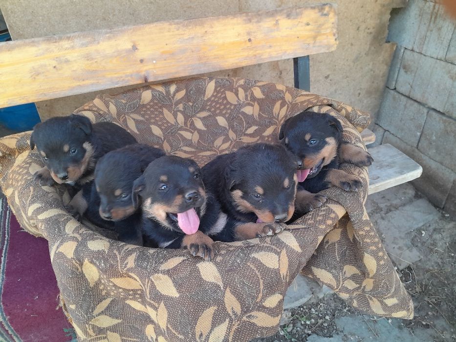 Продаются щенки ротвелера