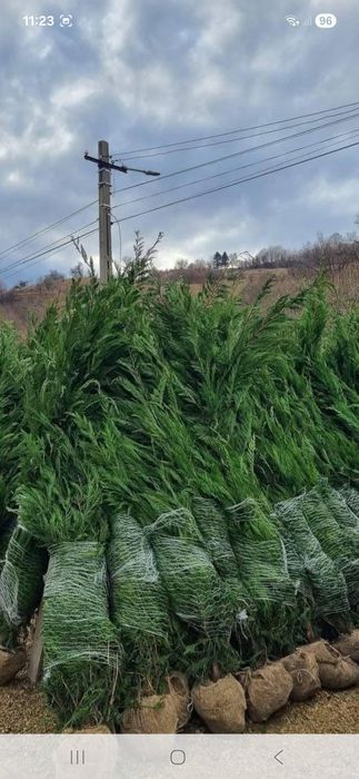 Tei mesteacăn leyladi