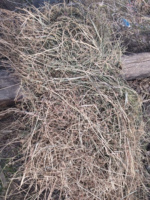 Xas sotiladi kelishilgan narxda