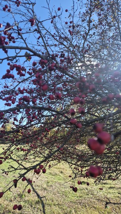 Vând paducel proaspãt