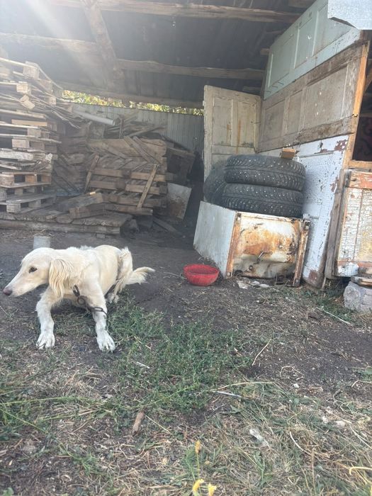 Кумаи тазы 3 жасар