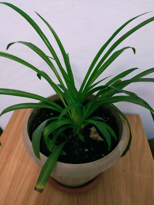 Хлорофитум комнатный цветок !!