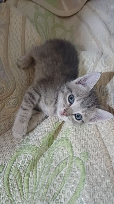 Котенок девочка 1,5 мес