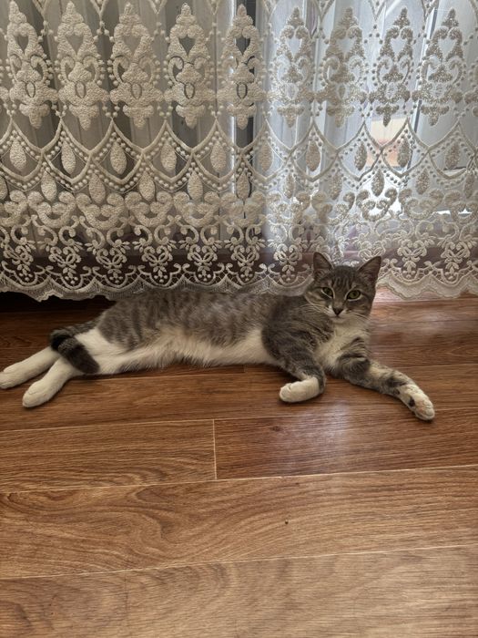 Отдам кота в хорошие руки
