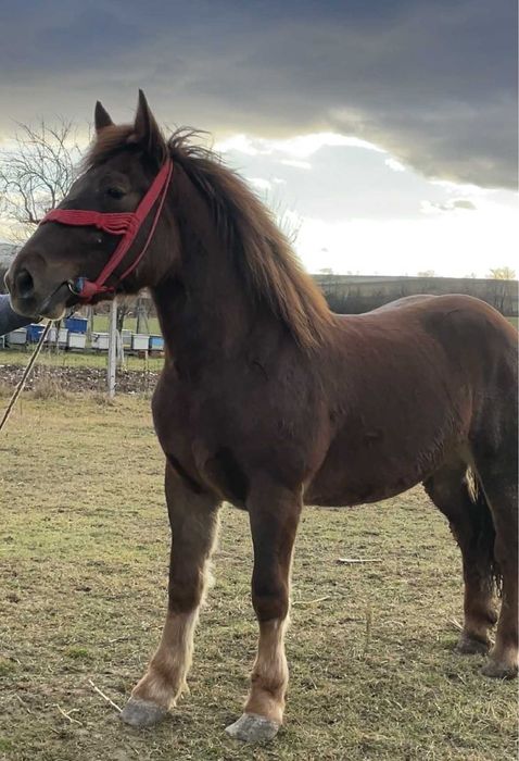 Vand manza de doi ani la primavara