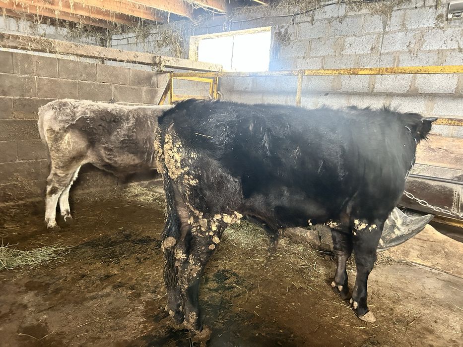 3 ай байланган бука сатылады