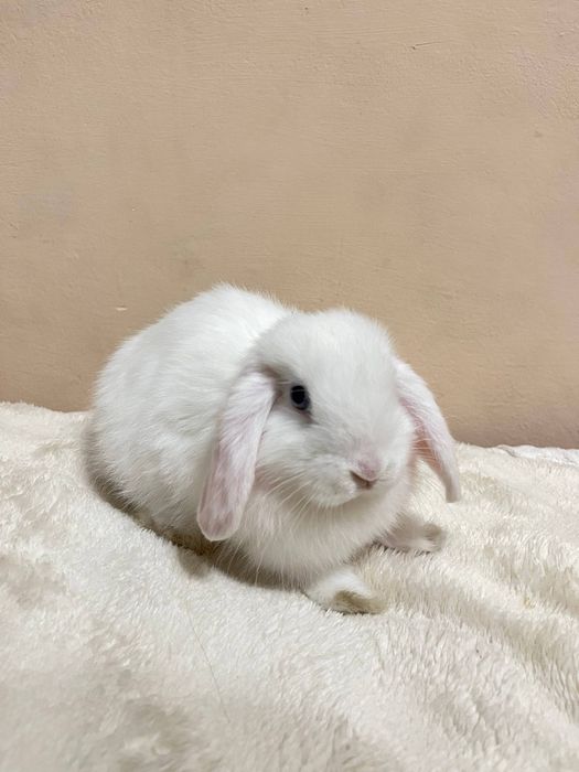 Вислоухий кролик