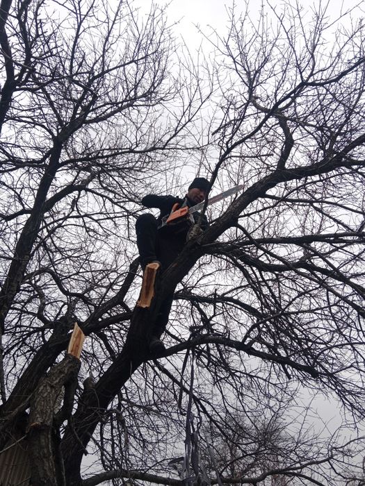 Спил деревьев  агаш кесемиз