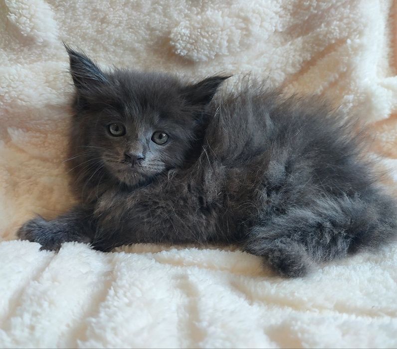 Продается котенок мейн-кун