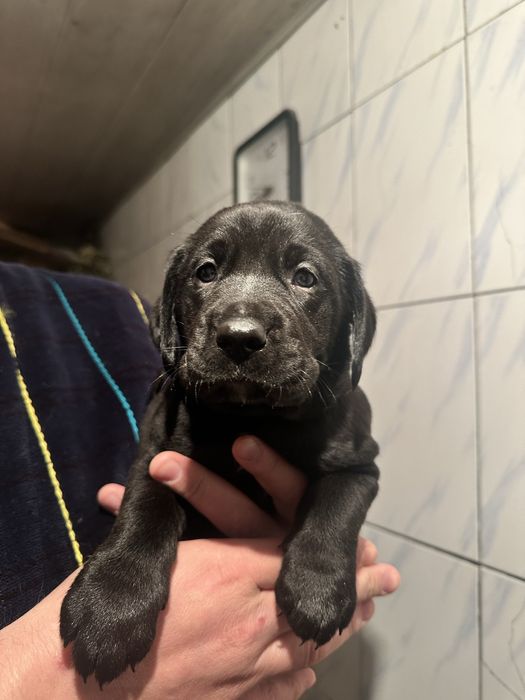 Лабрадор  щенки мальчики