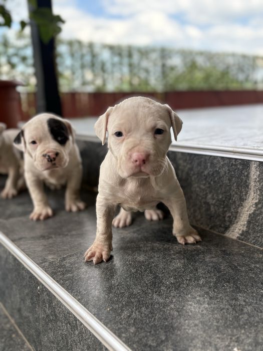 Amstaff mascul 5 saptamani