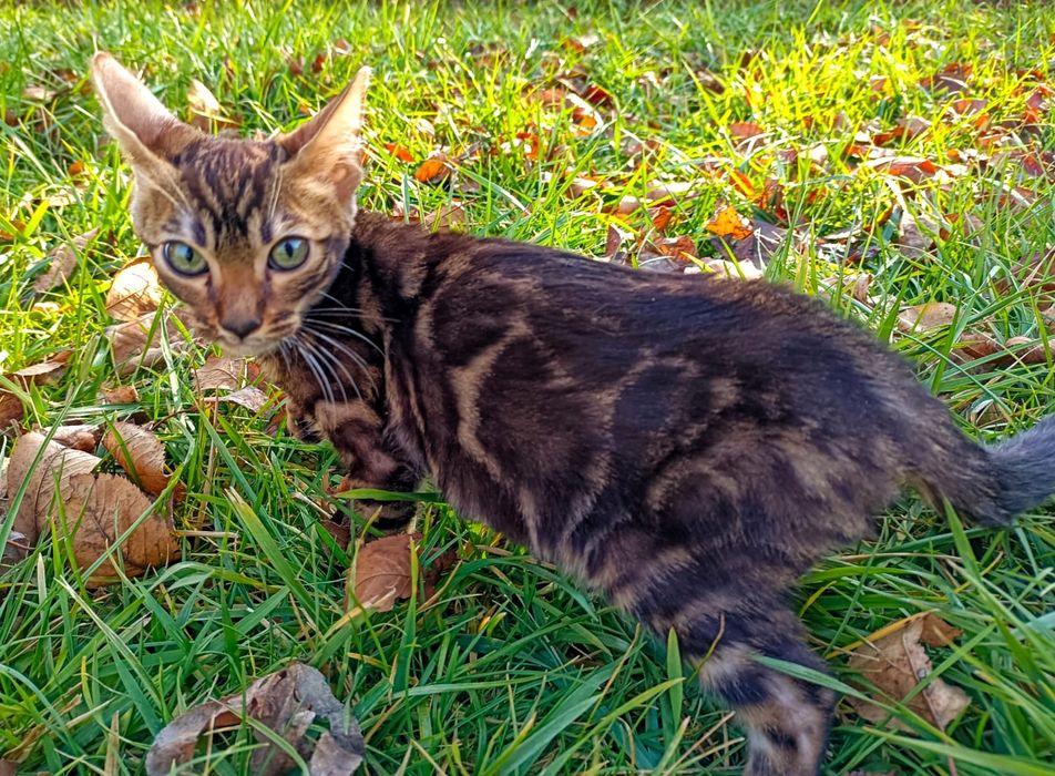 Бенгальские клубные котята