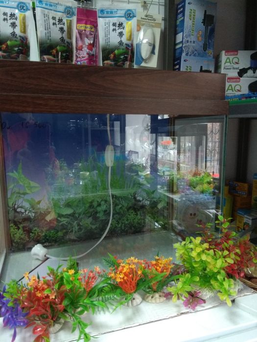 Аквариум в Афалине.навои торайгырова