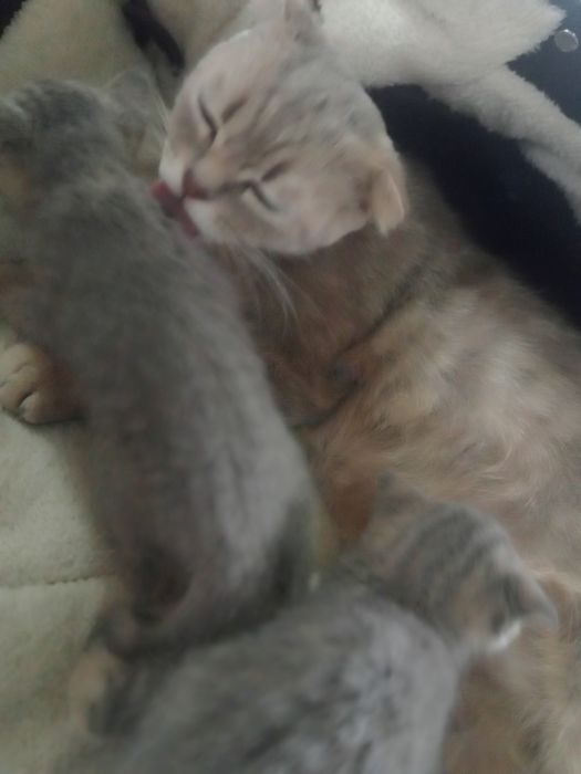 Котята Британцы в добрые рукиии