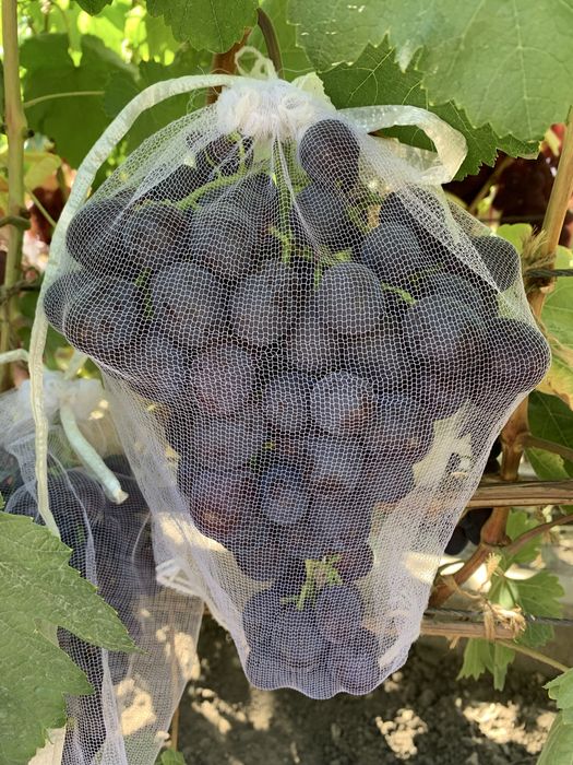 Продам виноград домашний