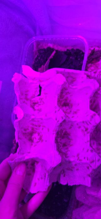 Домовые сверчки малыши