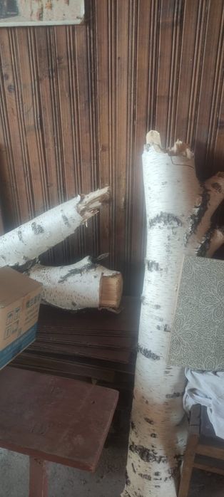 Дрова березы пеньки