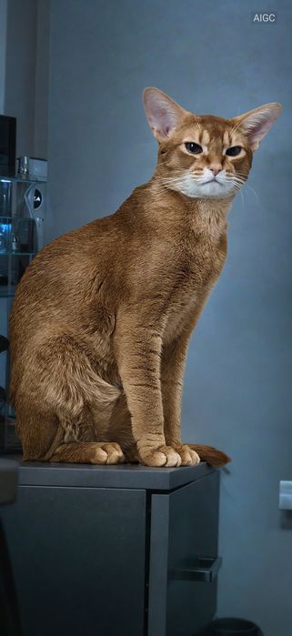 Вязка абессинского кота.