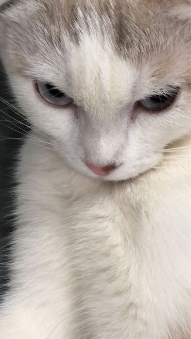 Ласковая кошка ищет себя хозяина