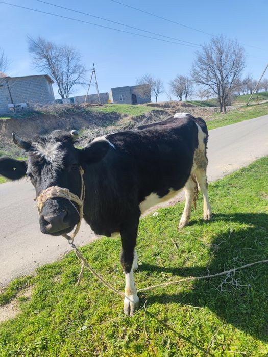 Тана сатылады 4інші тума