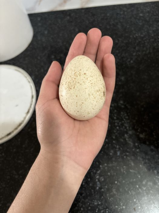 Продам индюшинные яйца( для инкубации)