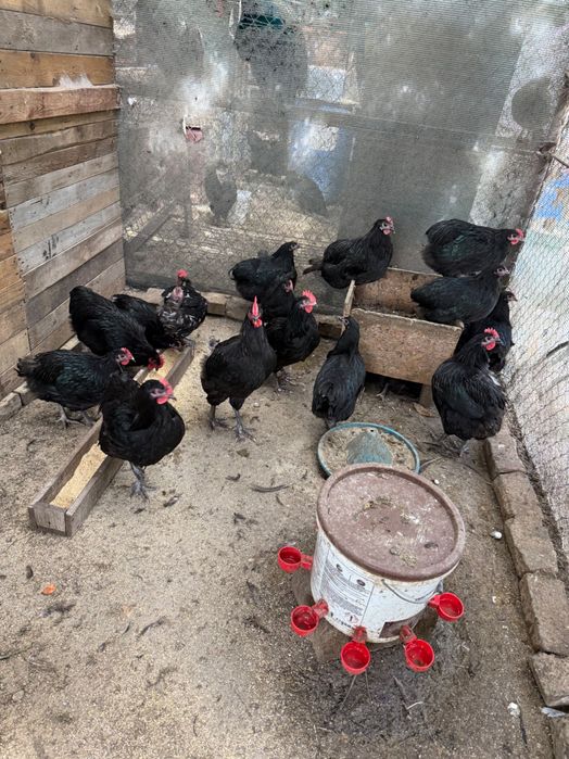 Cocosi australorp si pui prepelita polara gigant