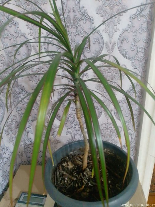 Драцена комнатная.