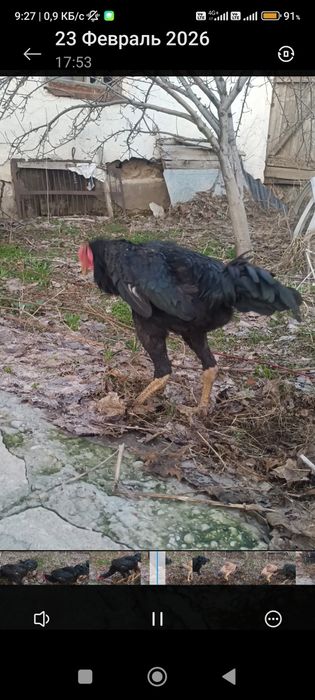 бойцовый сатылады