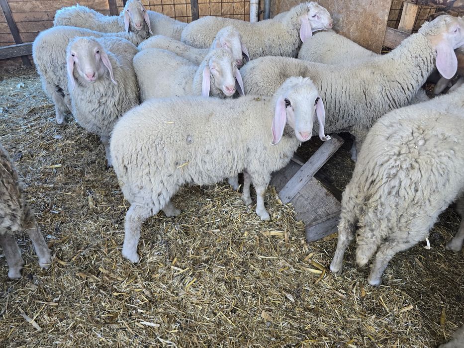 Mielute si berbecuti bergamasca