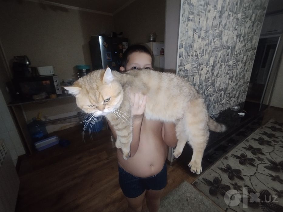 Шикарный кот на вязку Ny11