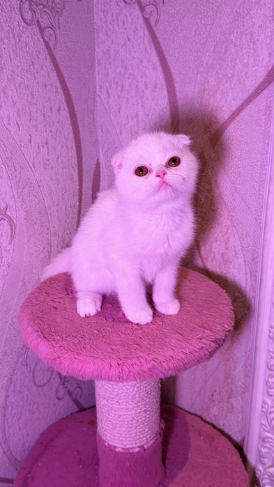 Чистокровные британские короткошерстные котята