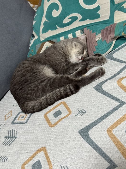 Кошка вислоухая шотландская