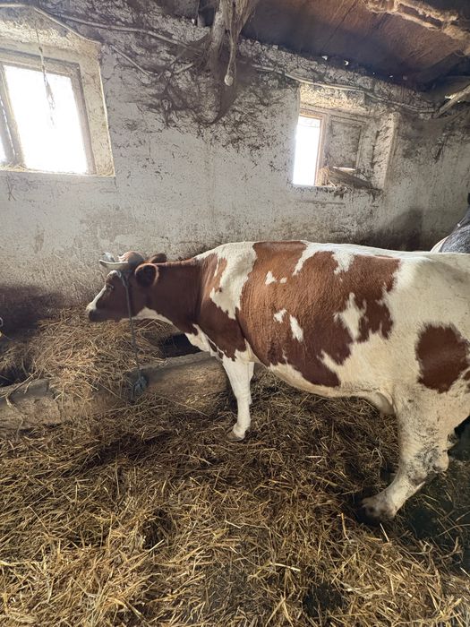 Vaca baltata romaneasca cu rosu la a 4 fatare