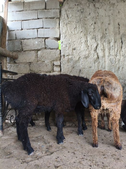 Qochqorlar sotiladi 4300 faqat srochna