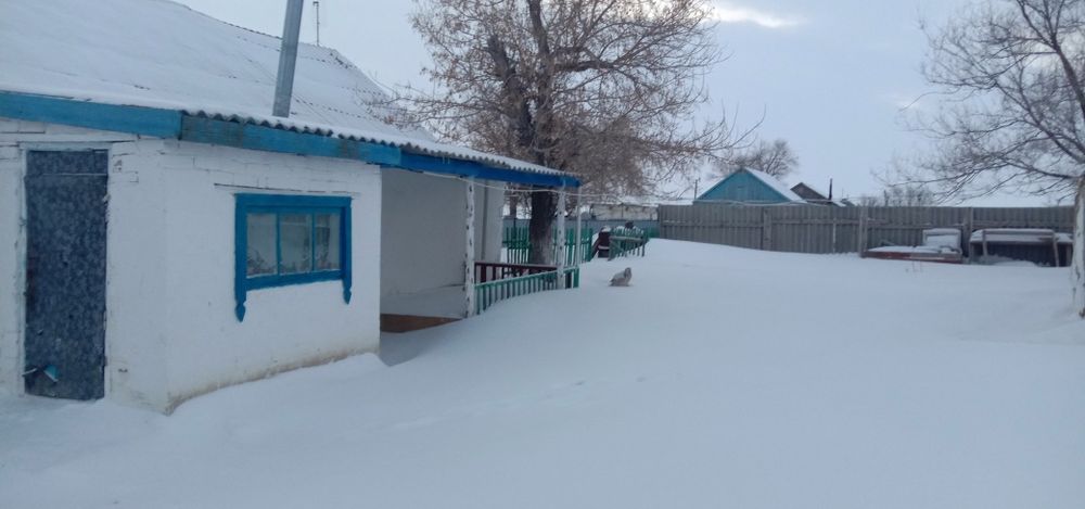 Богетсай ауылында Уй сатылады