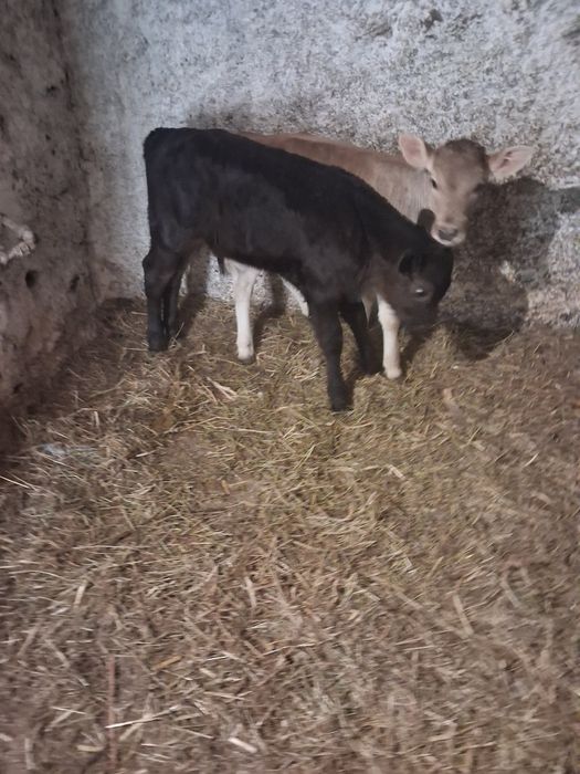 Vând tauras și vitea