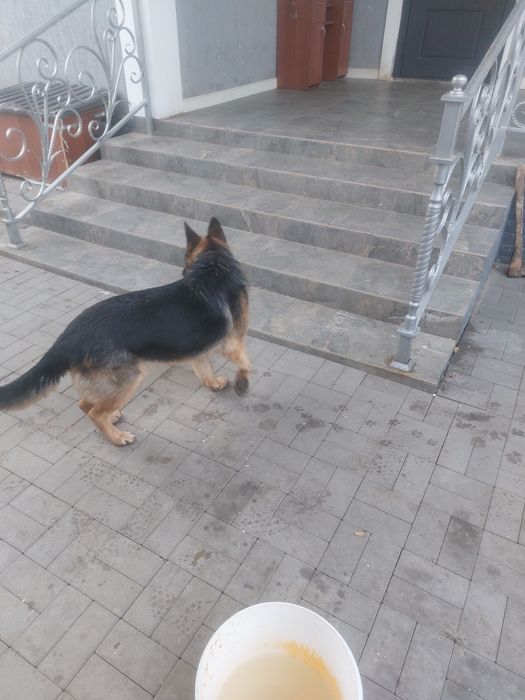 Немецкая овчарка