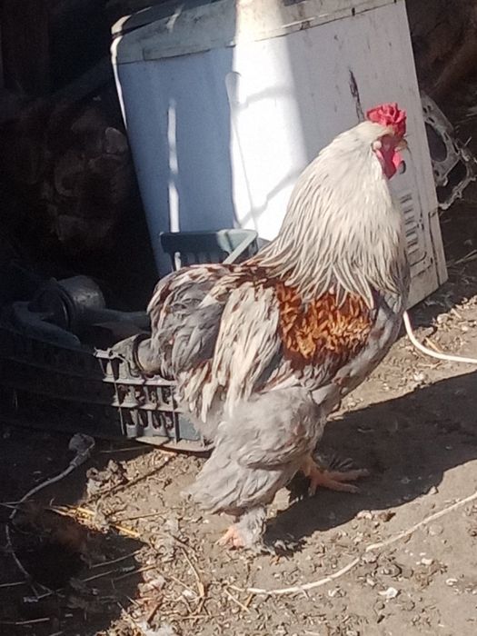 Продаю цыплят 500тг