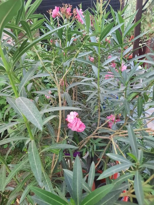 Комнатные растения