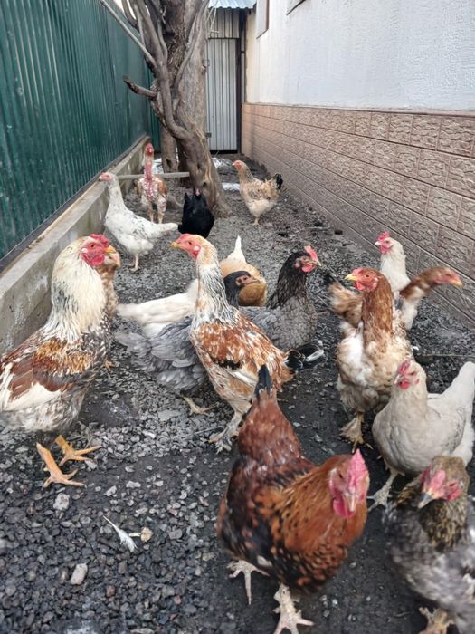 Куры петушки домашние