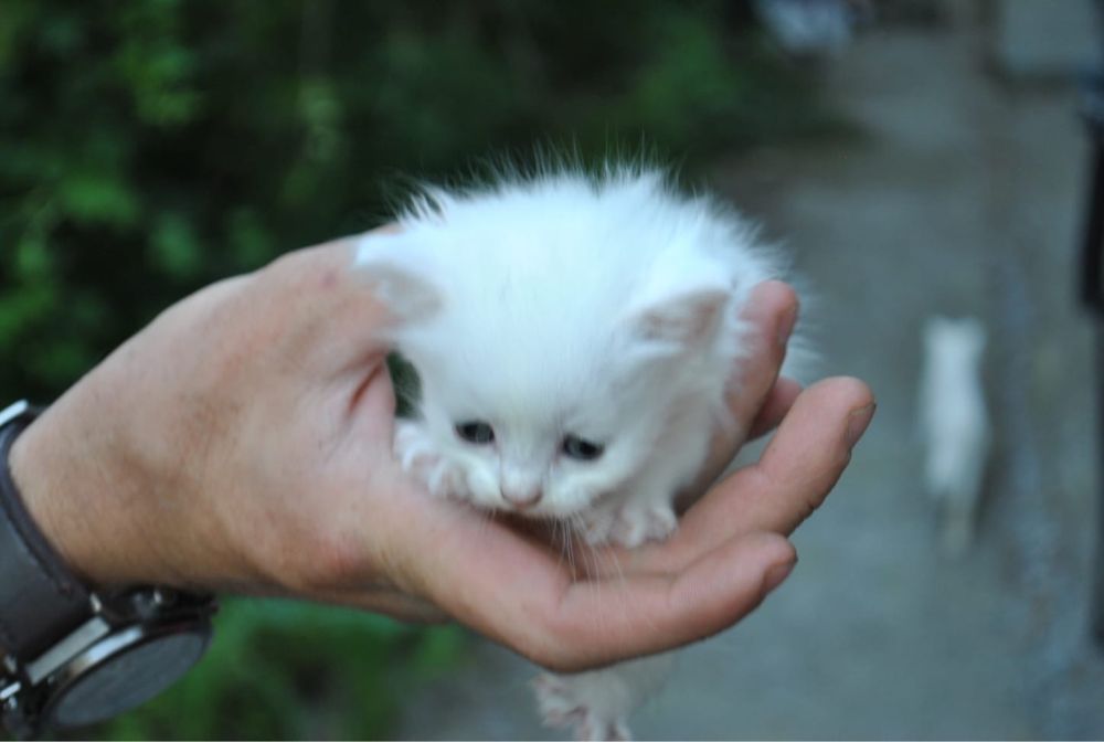 Шотландская кошка