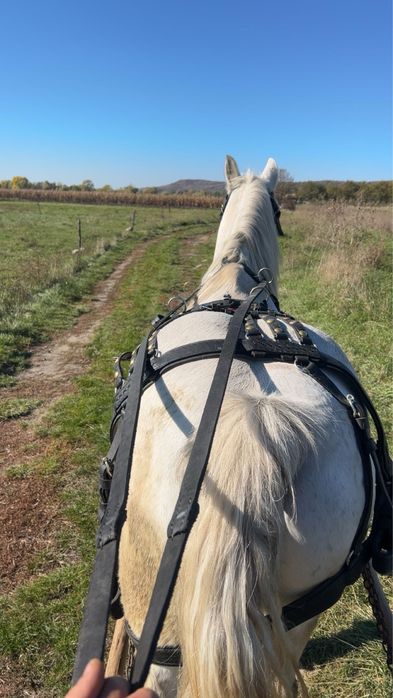 Vand sau schimb cal de 12 ani garantat de ham