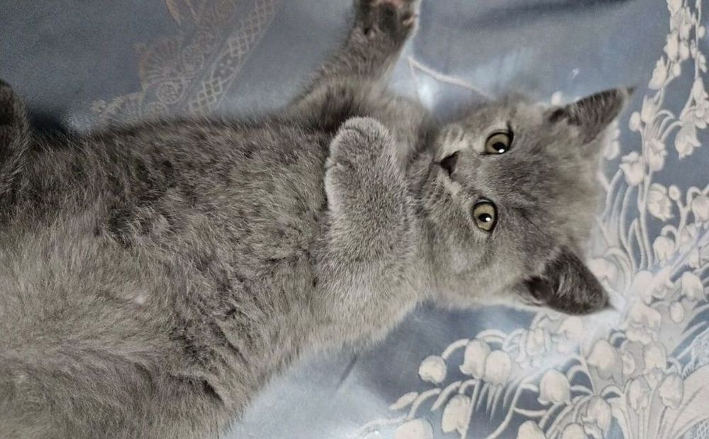 Ласковые и игривые котята мальчики и девлчуи, 1 мес