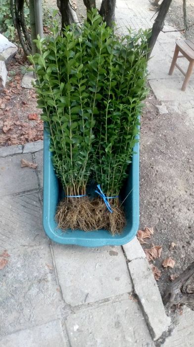 Лигуструм Овалифолиум на гол корен