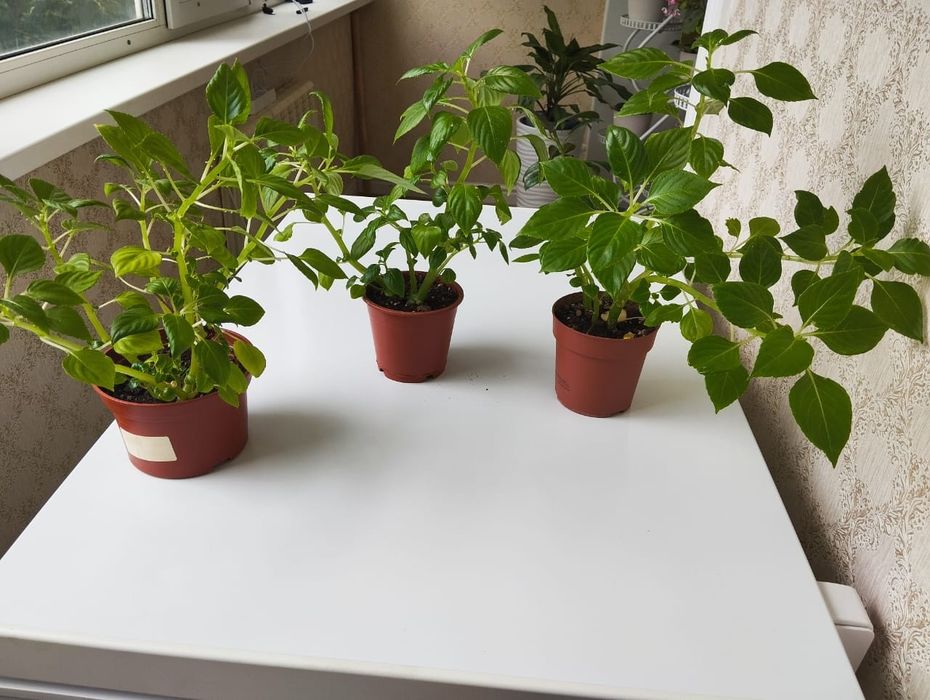 Детки комнатных цветов