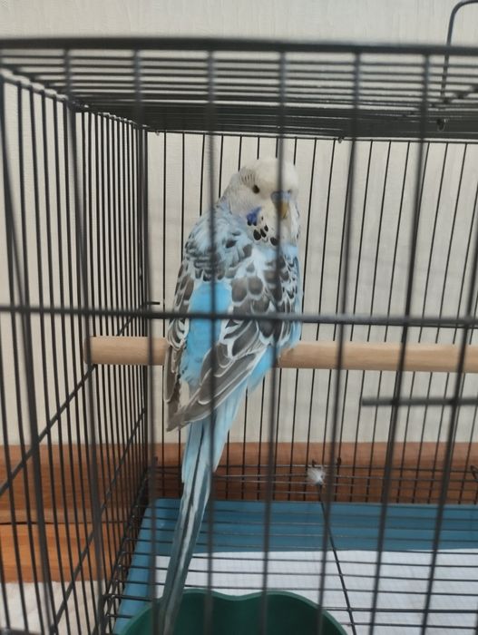 Попугаи Андука самец