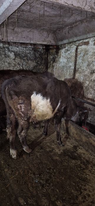 Продам двух бычков