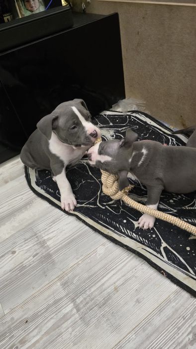 Американско Покет Були