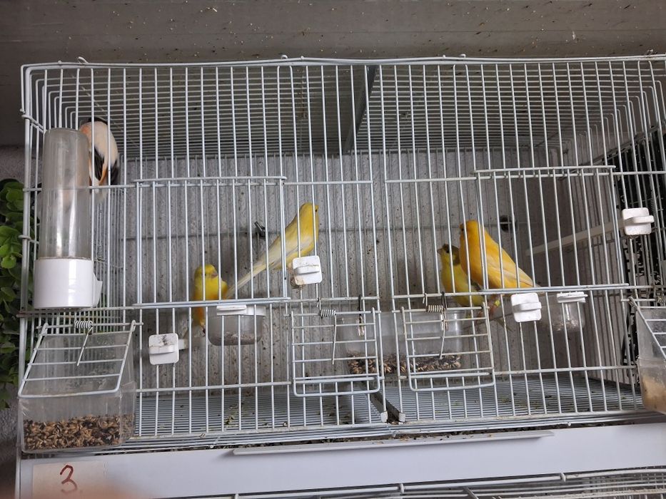 Vand canari de cantec si culoare