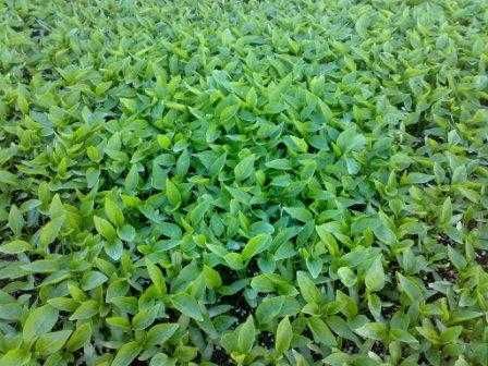 Разсад за пипер, разсад за домати и др.